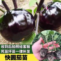嫁接茄子苗紫萼绿萼长茄圆茄抗性好产量高茄子苗