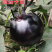 圆茄苗万吨紫冠茄黑皮油亮早熟大果型基地品种