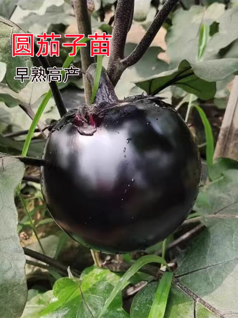 圆茄苗万吨紫冠茄黑皮油亮早熟大果型基地品种
