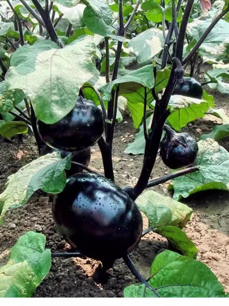 圆茄苗万吨紫冠茄黑皮油亮早熟大果型基地品种