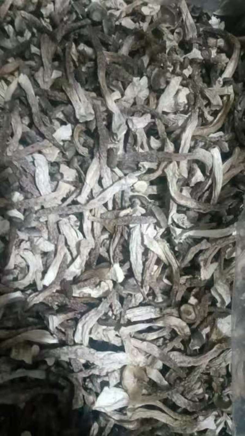 优质鹿茸菇货源充足质量保证量大从优质量保证欢迎咨询