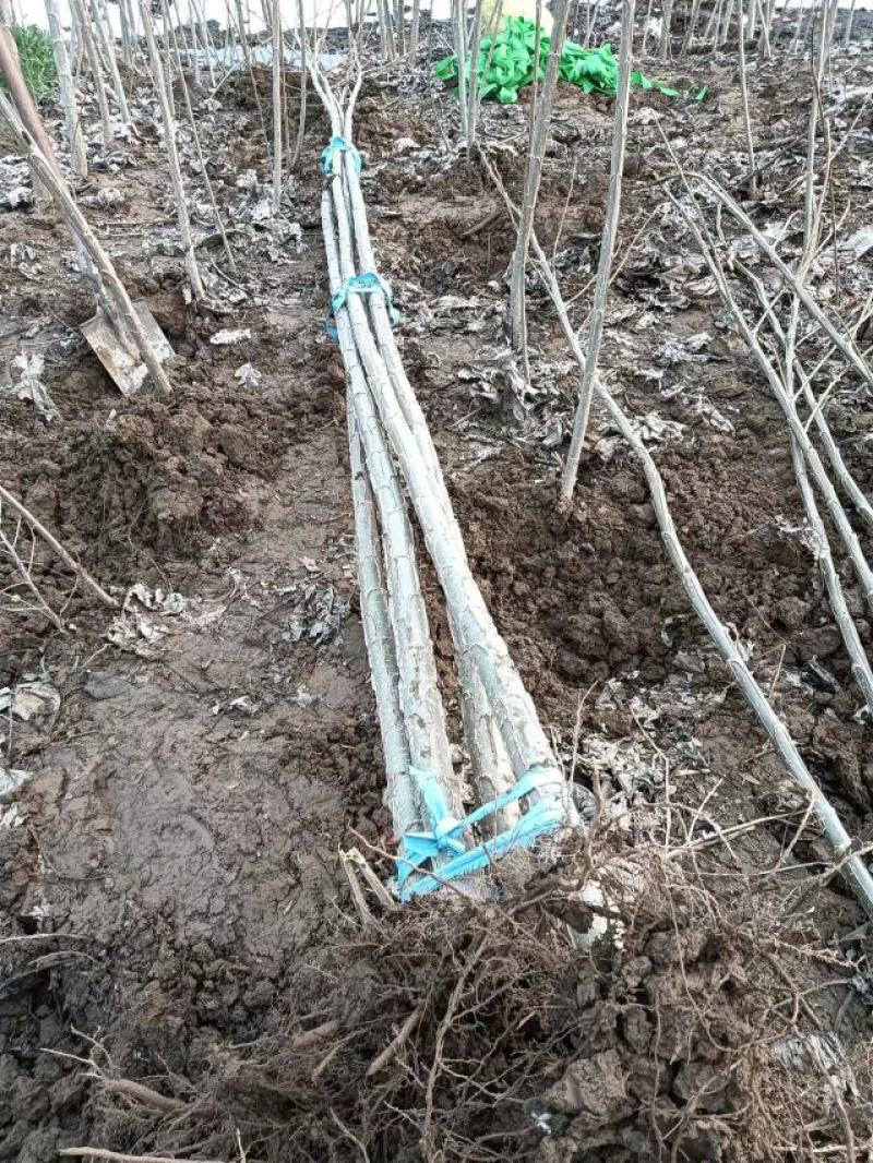 【免费提供技术指导】安徽产地发货速生杨树苗，各种规格
