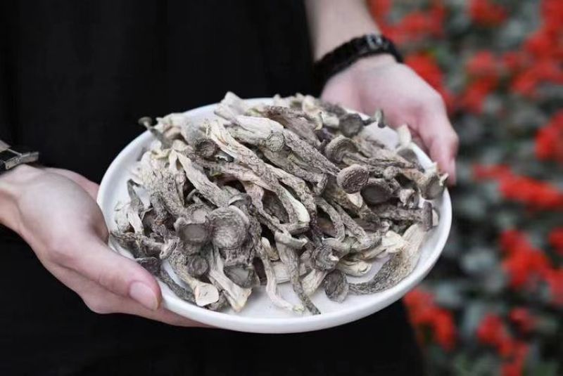 优质鹿茸菇货源充足质量保证量大从优质量保证欢迎咨询