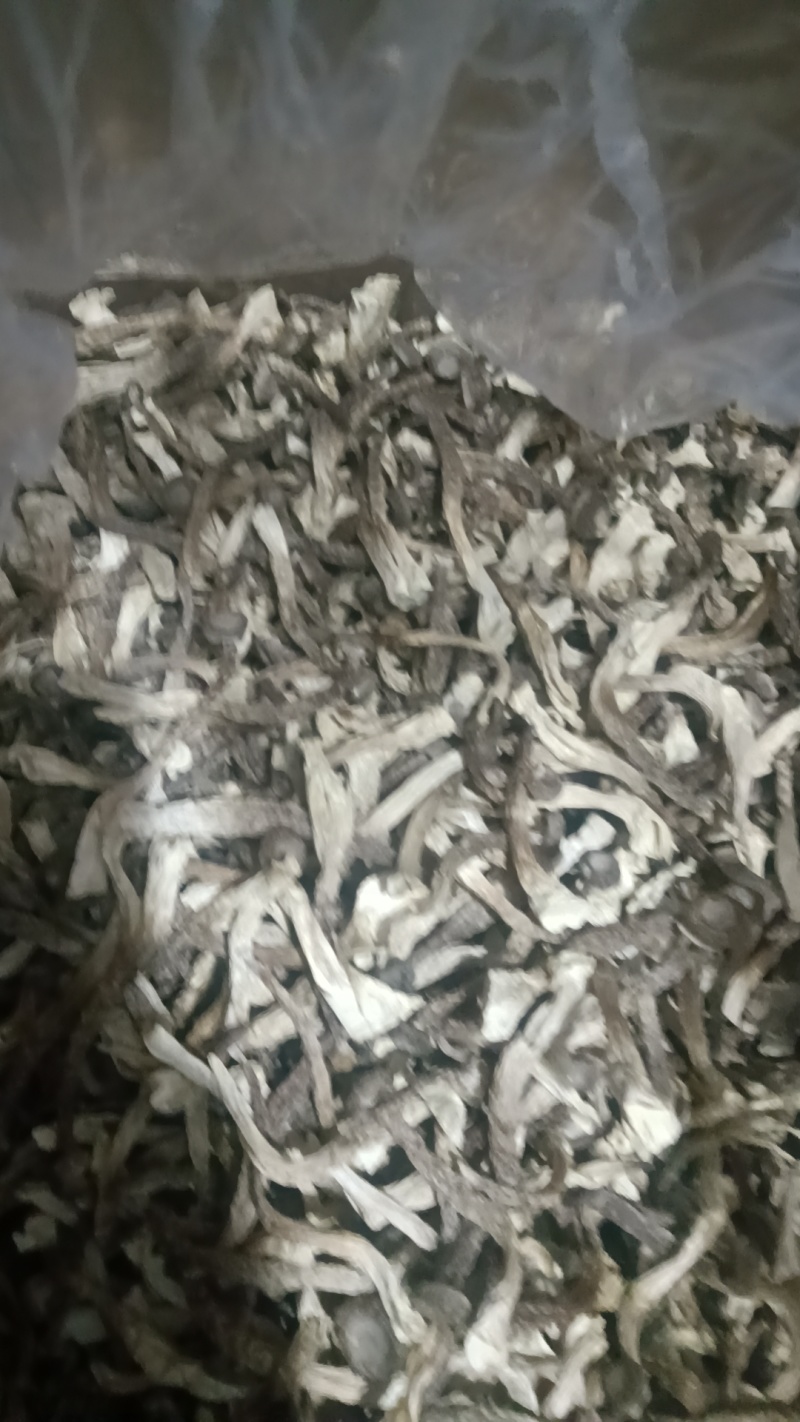 优质鹿茸菇货源充足质量保证量大从优质量保证欢迎咨询