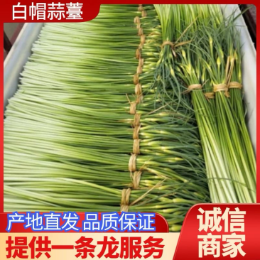 26年新蒜苔白帽蒜薹，江苏产地一手货源，质量保证欢迎致电