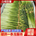 24新蒜苔白帽蒜薹，江苏产地一手货源，质量保证欢迎致电