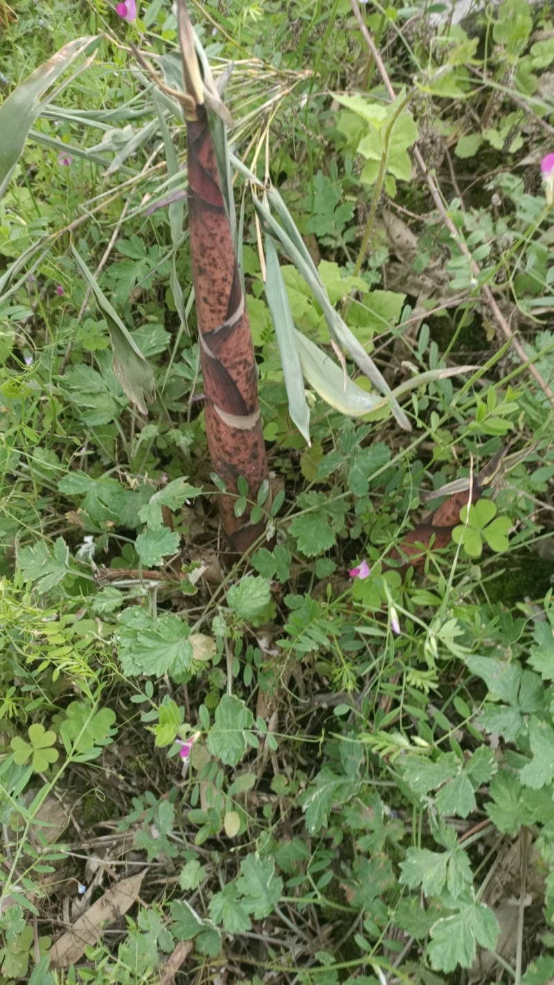 雷竹笋子，产地直发