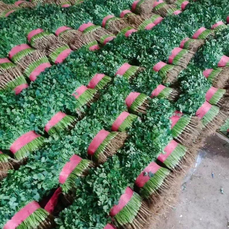 大量供应脱水香菜，大量供应电商商超以及各大市场需求