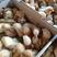 鸡苗孵化厂供应海兰褐蛋鸡苗、多蛋红毛蛋鸡苗