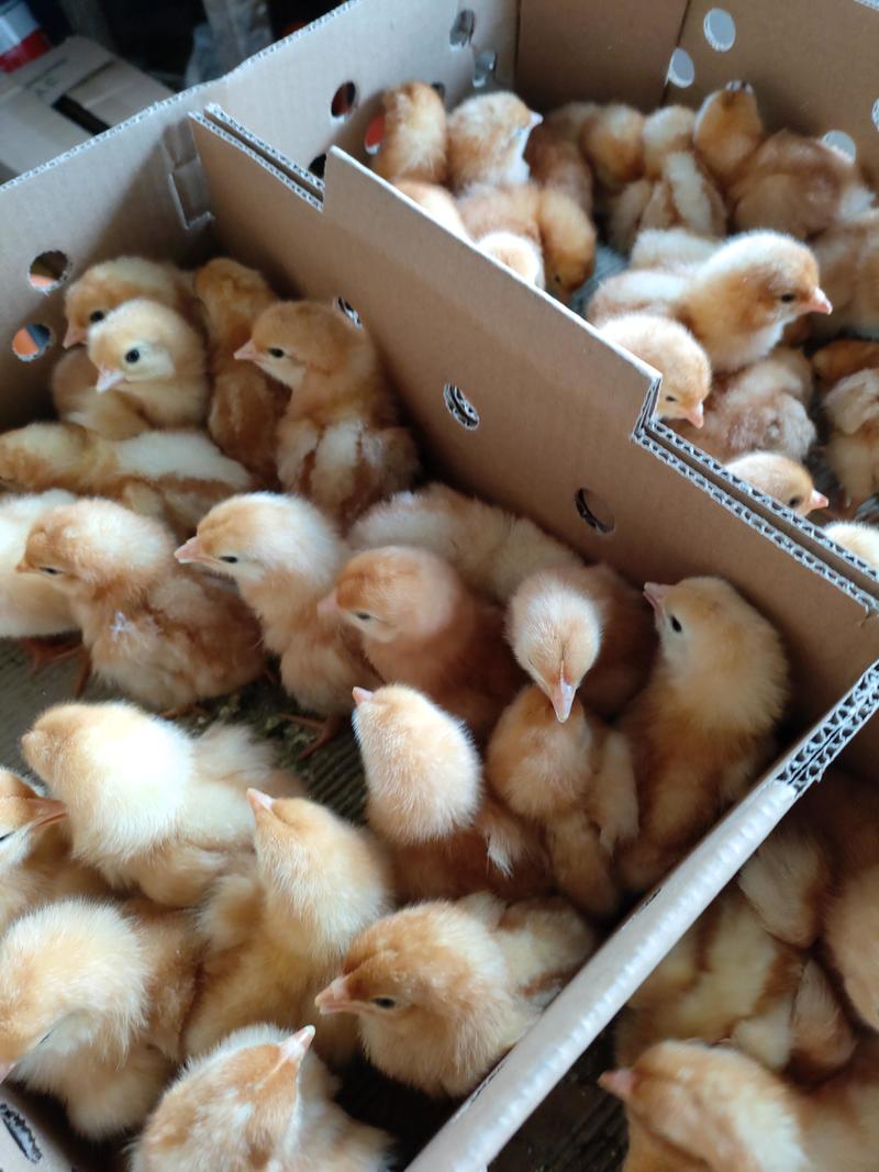 鸡苗孵化厂供应海兰褐蛋鸡苗、多蛋红毛蛋鸡苗