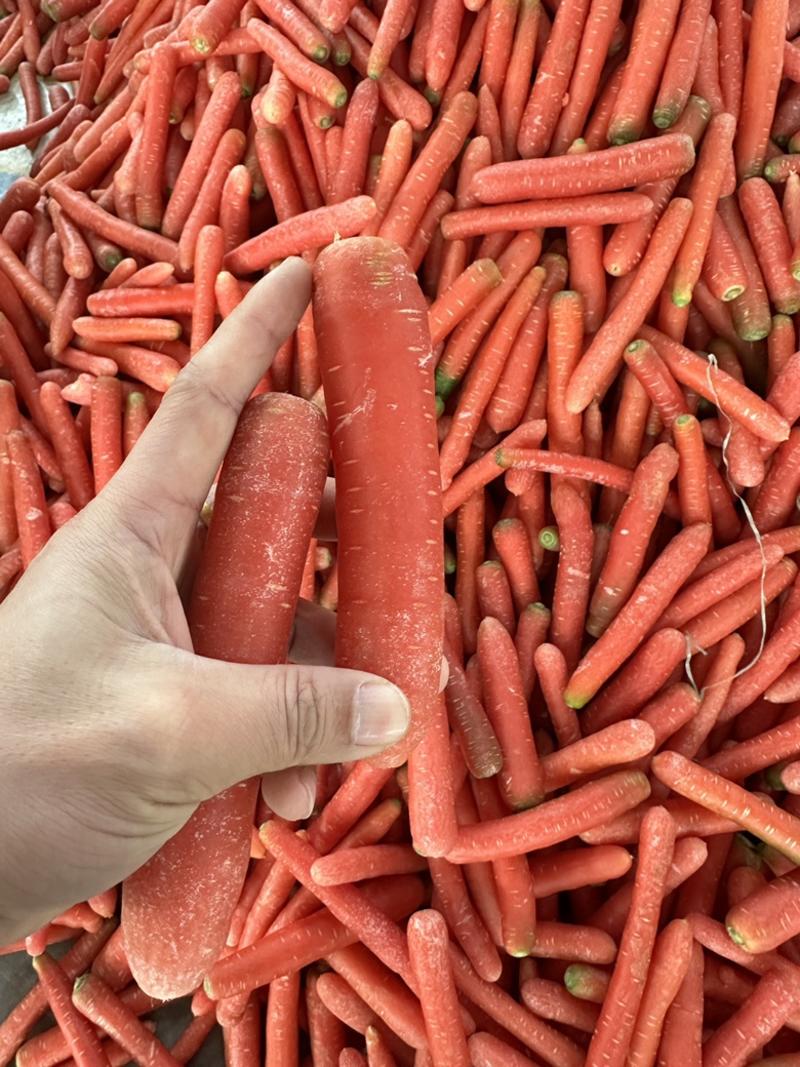 陕西渭南水果红萝卜供应库存精品红萝卜供应一手价格全国发货