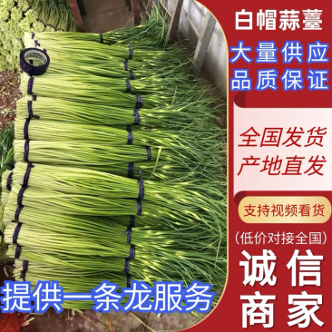 徐州邳州白帽蒜薹，26年新蒜薹一手货源，质量保证欢迎致电