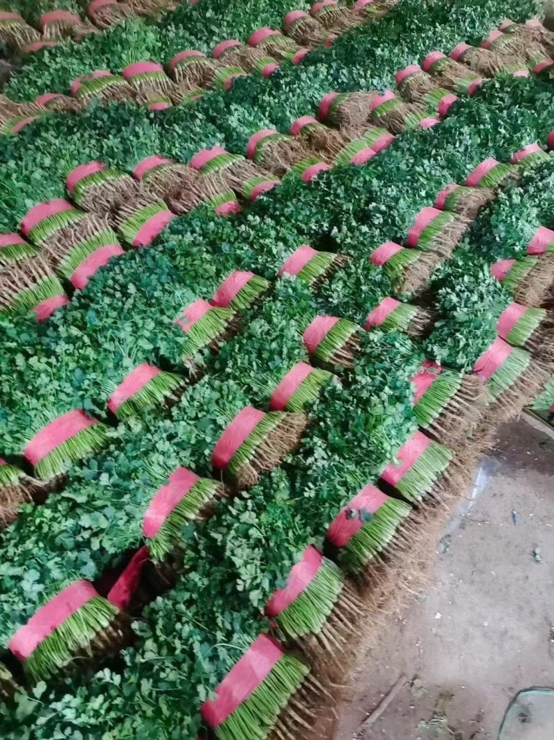 大量供应脱水香菜，大量供应电商商超以及各大市场需求