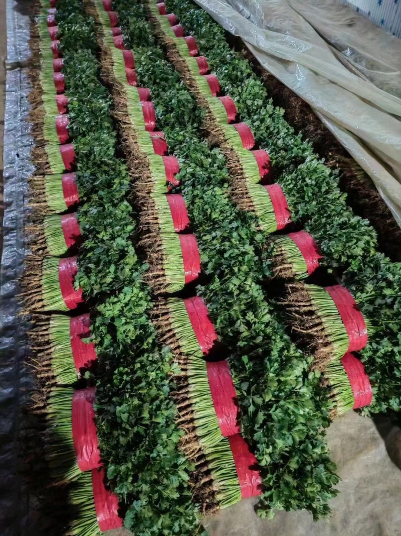 大量供应脱水香菜，大量供应电商商超以及各大市场需求