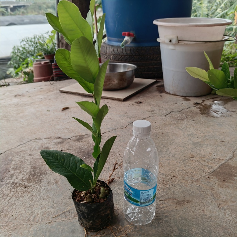香水柠檬苗，营养杯苗，扦插苗，电商专用