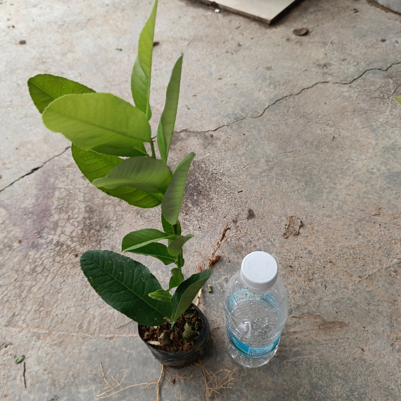 香水柠檬苗，营养杯苗，扦插苗，电商专用