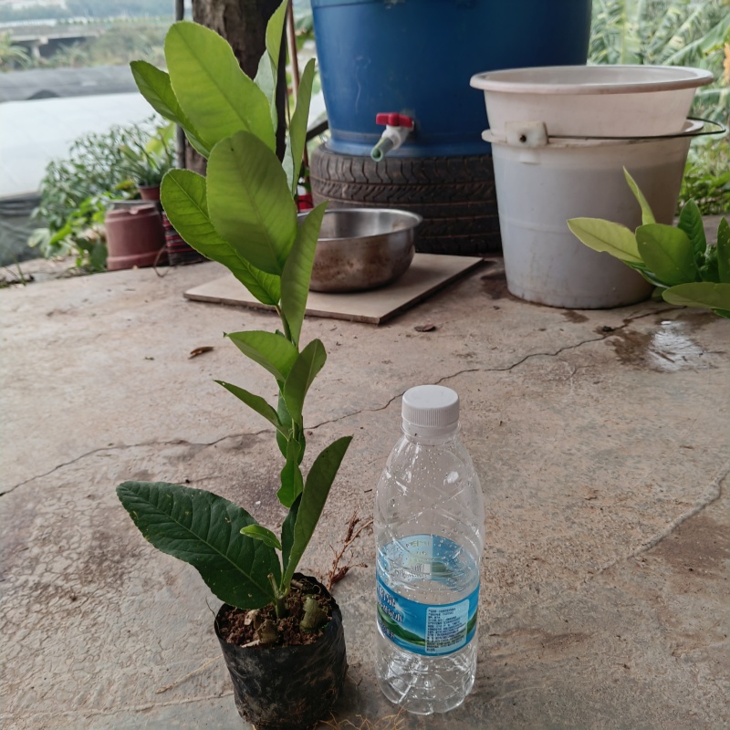 香水柠檬苗，营养杯苗，扦插苗，电商专用
