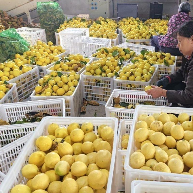 安岳黄柠檬产地直供可代加工可出口可单采可整车品质保证