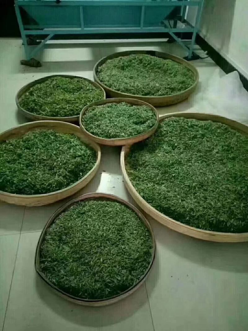江西省遂川县狗牯脑茶绿茶品质保证诚信经营欢迎联系