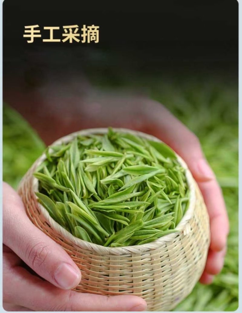 江西省遂川县狗牯脑茶绿茶品质保证诚信经营欢迎联系