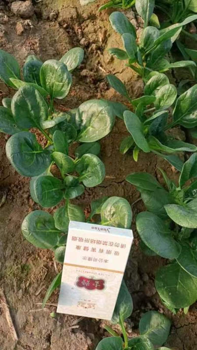 大棚精品小菠菜，看上的联系