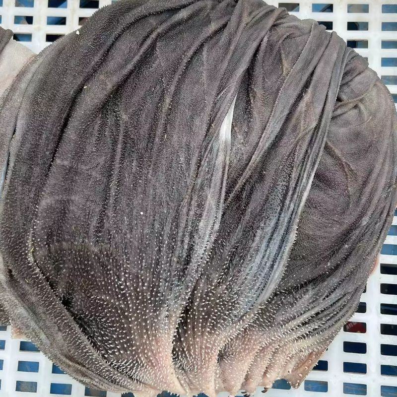 屠宰场新鲜毛肚每天现货速发0添加原味牛百叶无水发鲜毛肚