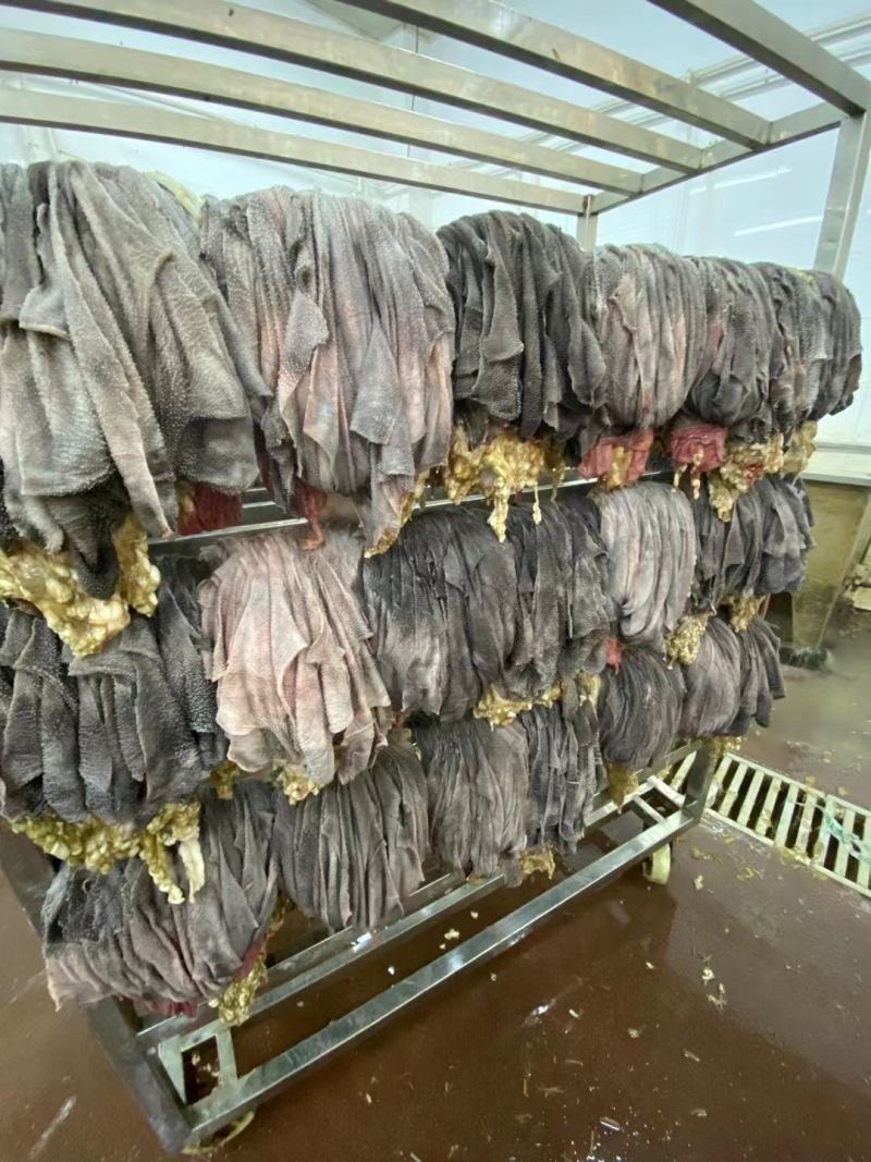 屠宰场新鲜毛肚每天现货速发0添加原味牛百叶无水发鲜毛肚