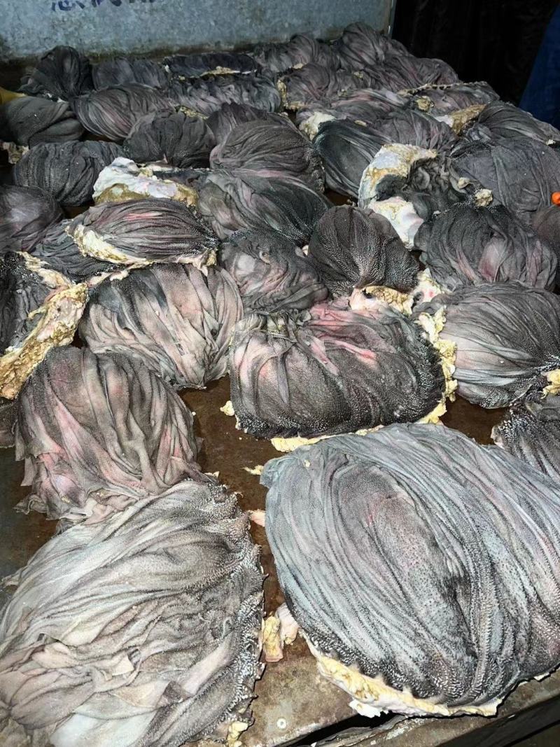屠宰场新鲜毛肚每天现货速发0添加原味牛百叶无水发鲜毛肚
