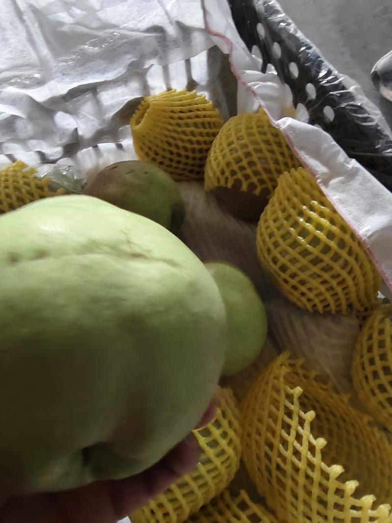 玉露香梨，陕西产地，皮薄肉脆，质量可靠，产地发货！