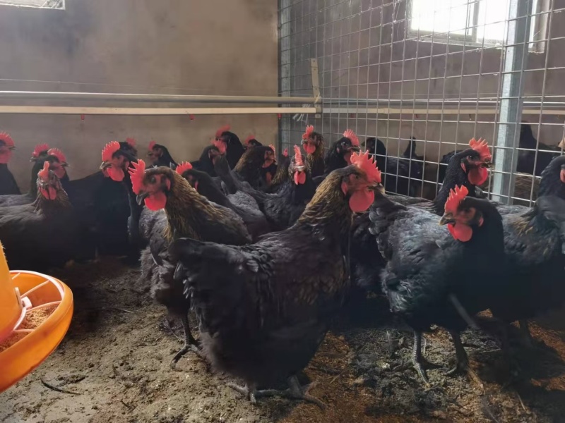 黑鸡苗厂家热销优质黑鸡苗快大肉鸡苗批发存活率高，欢迎订购