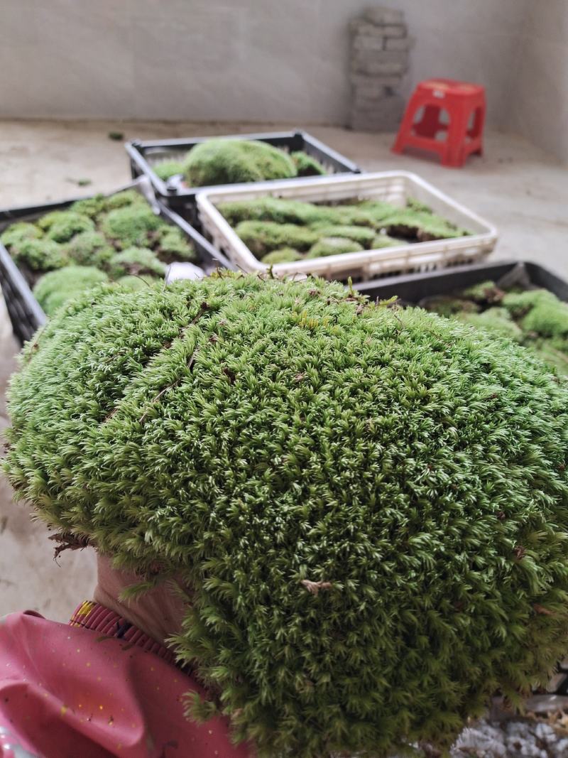 白发，小灰，大灰，星星藓，各种苔藓