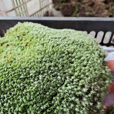 白发，小灰，大灰，星星藓，各种苔藓