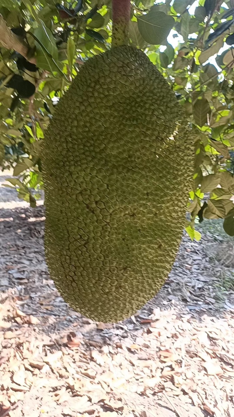 精品推荐海南菠萝蜜大量有货一手货源全国发货