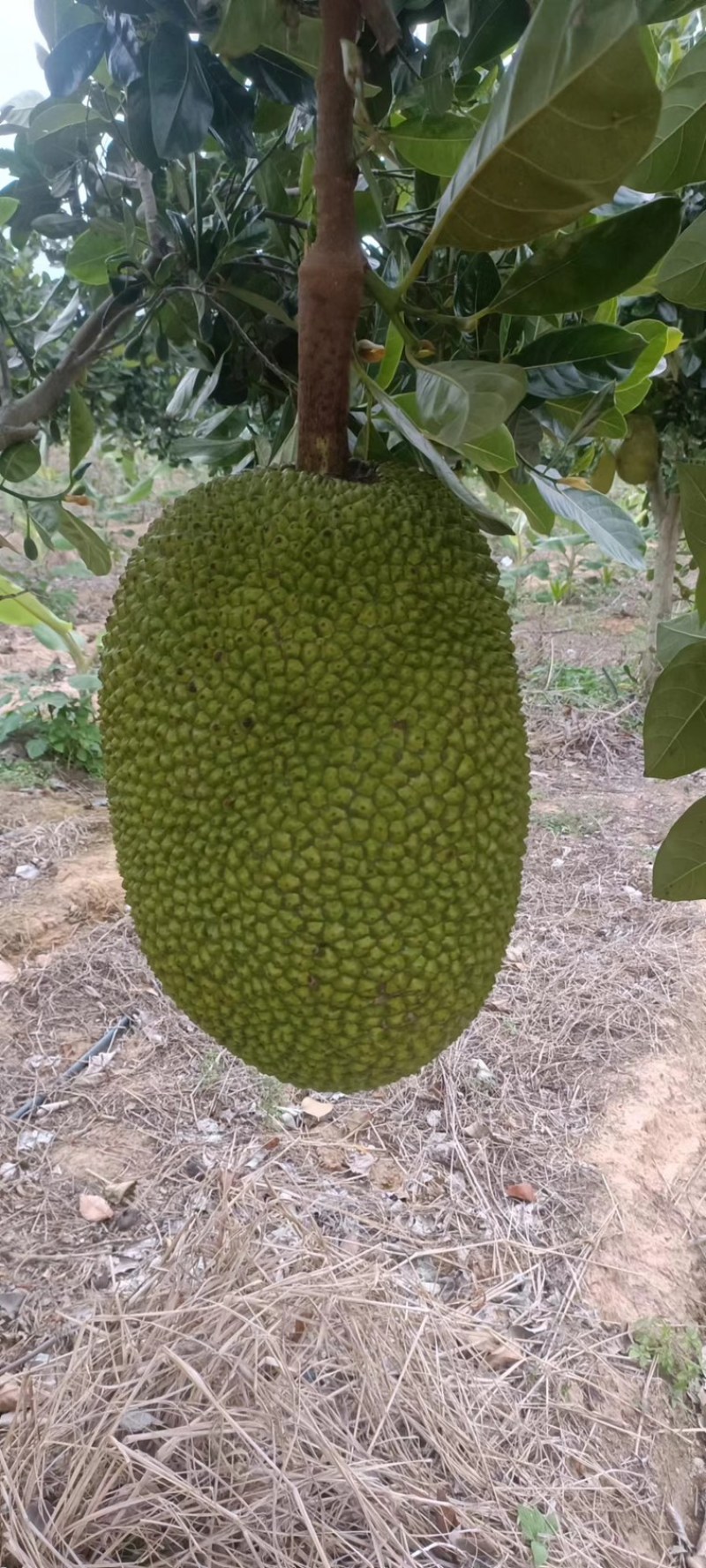 精品推荐海南菠萝蜜大量有货一手货源全国发货