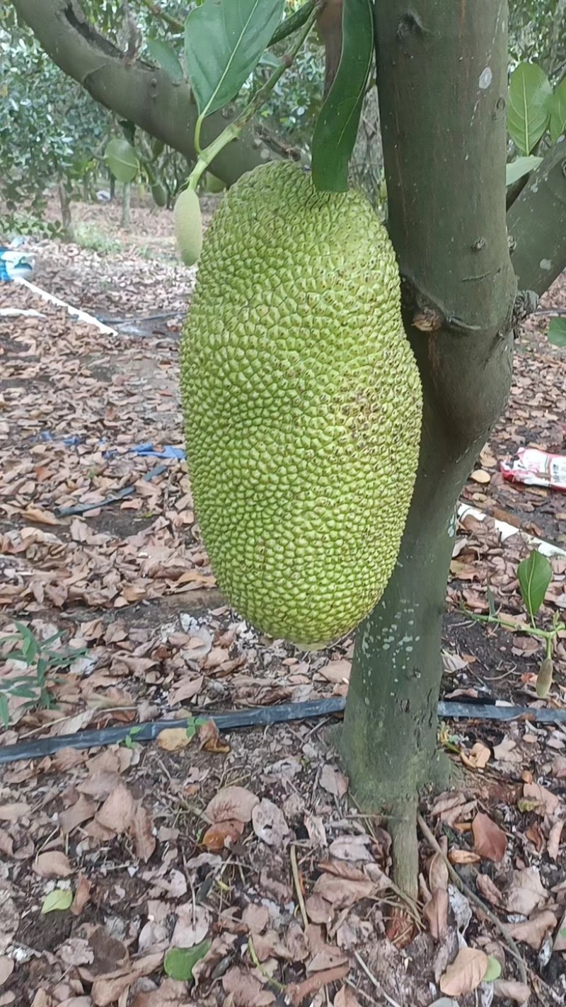 精品推荐海南菠萝蜜大量有货一手货源全国发货