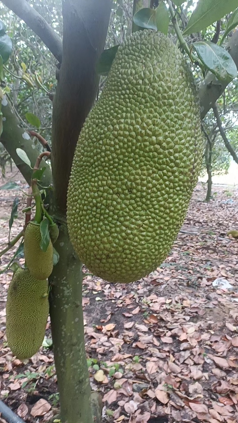 精品推荐海南菠萝蜜大量有货一手货源全国发货