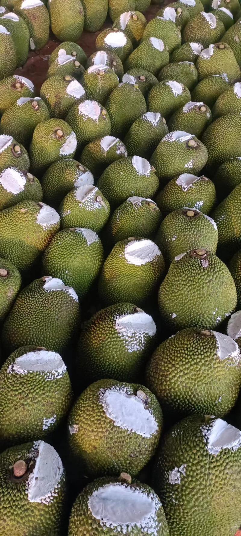 精品推荐海南菠萝蜜大量有货一手货源全国发货