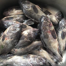 石斑鱼黑头鱼黑石斑鱼新鲜冷冻海水鱼海鲜批发零售