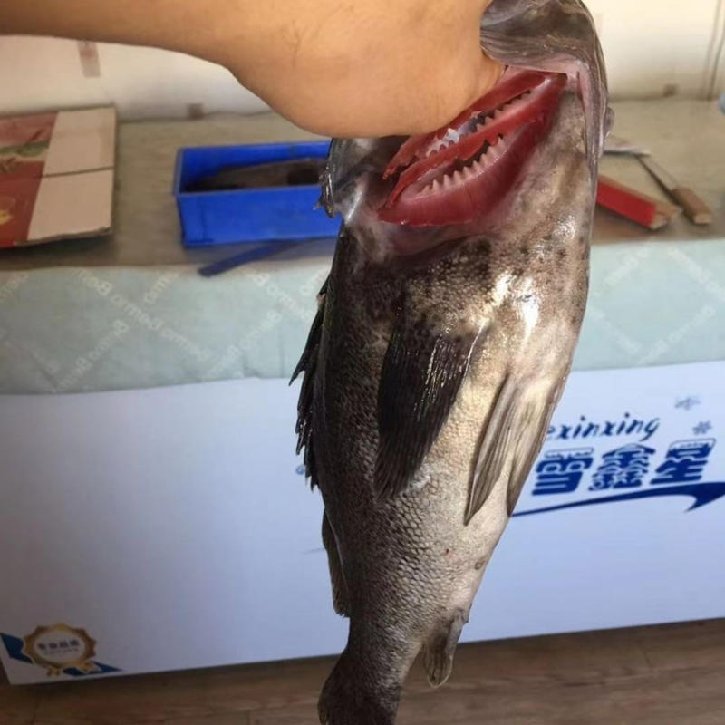石斑鱼黑头鱼黑石斑鱼新鲜冷冻海水鱼海鲜批发零售