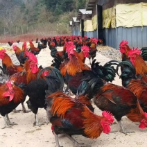 鸡苗孵化场直销优良青脚土鸡苗/血毛土鸡苗批发贵州土鸡苗