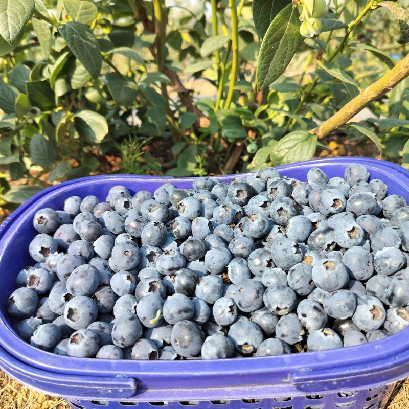 云南蓝莓L25蓝莓鲜果电商批发市场欢迎订购