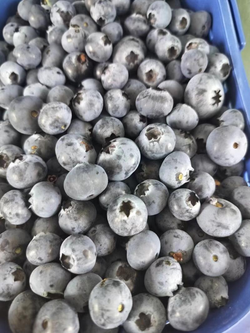 云南蓝莓L25蓝莓鲜果电商批发市场欢迎订购