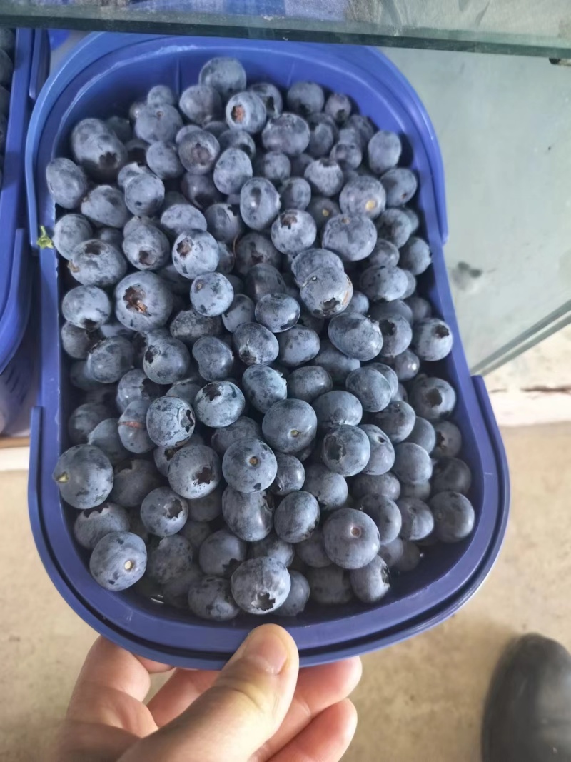云南蓝莓L25蓝莓鲜果电商批发市场欢迎订购