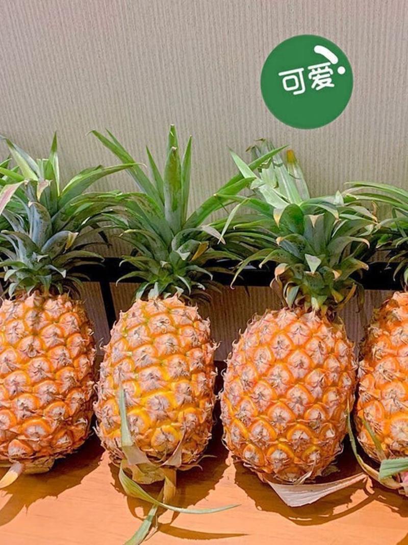 【电商源头】海南金钻凤梨-新鲜应季水果非菠萝手撕凤梨