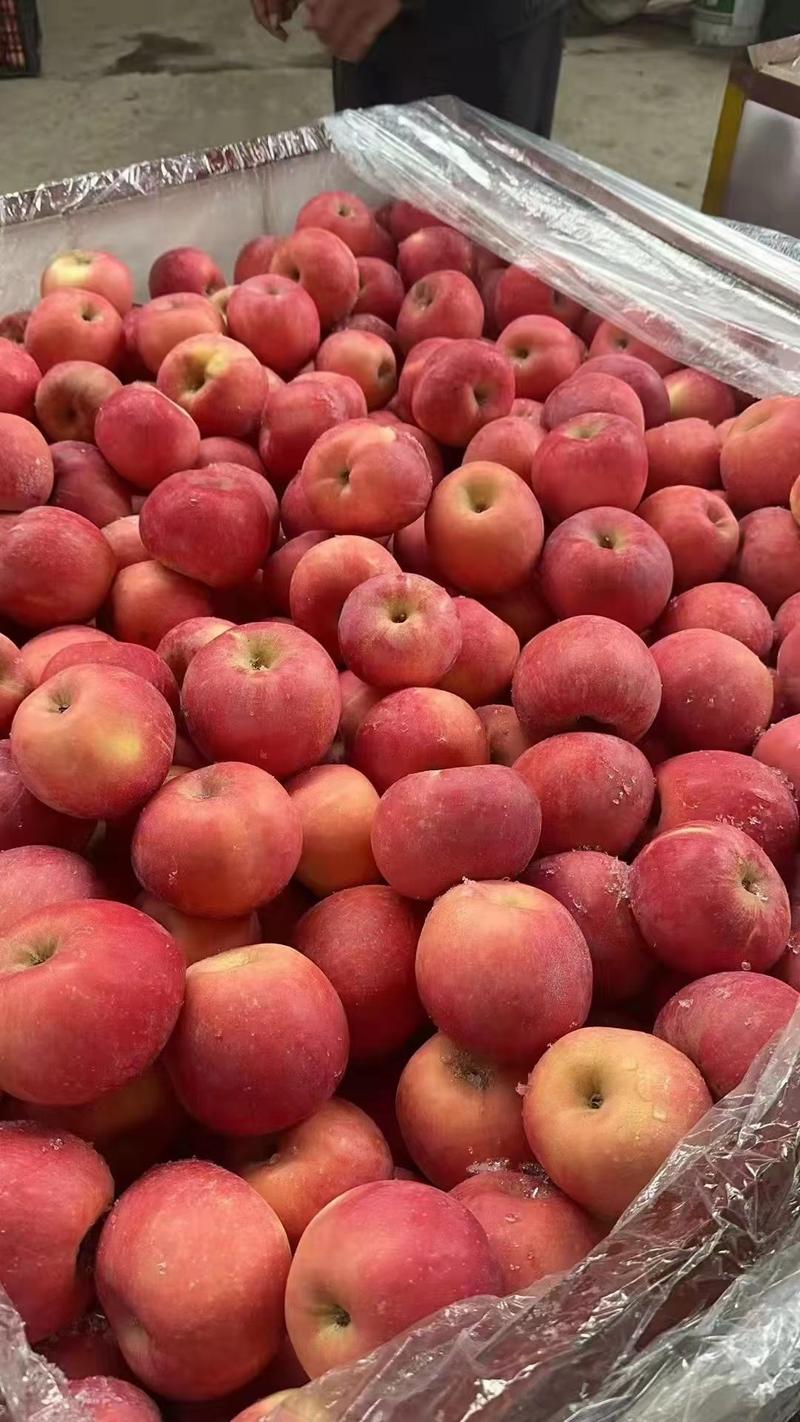 蒙阴红富士苹果80以上条纹拉丝苹果一亩田推荐
