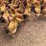 （河田鸡）四大名鸡之一放养养殖投喂五谷优点皮脆肉滑