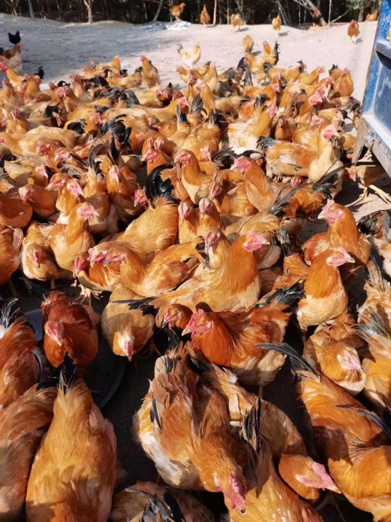 （河田鸡）四大名鸡之一放养养殖投喂五谷优点皮脆肉滑