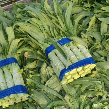 （秋季莴苣）大量上市欢迎采购