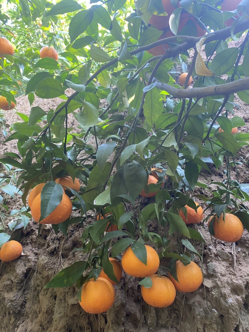 云南高原沃柑