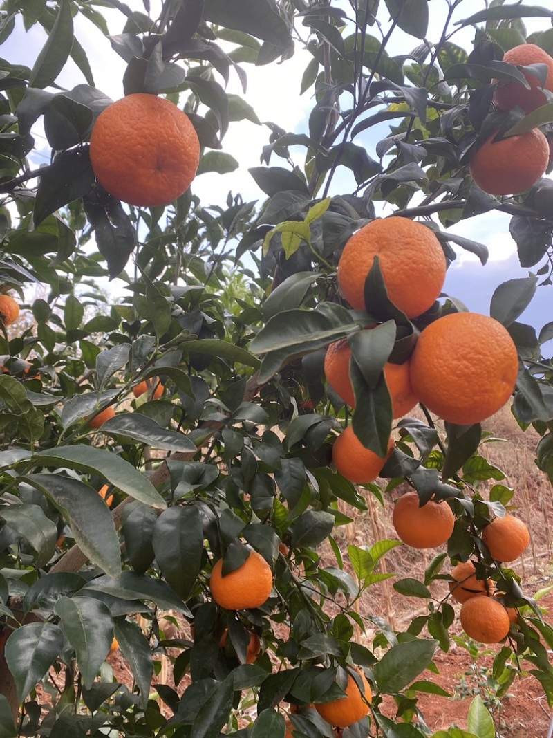 云南高原沃柑